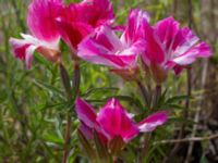 Clarkia amoena Ruderatyta Marsgatan, Malmö, Skåne, Sweden 20220628_0091