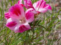 Clarkia amoena Ruderatyta Marsgatan, Malmö, Skåne, Sweden 20220628_0093