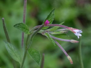 Epilobium adenocaulon - American Willowherb - Amerikansk dunört