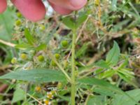 Epilobium adenocaulon Drottningtorget, Malmö, Skåne, Sweden 20240712_0047