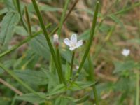 Epilobium ciliatum Bågskyttebanan, Vinbergs samhälle, Falkenberg, Halland, Sweden 20170809_0120