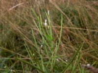 Epilobium ciliatum Bågskyttebanan, Vinbergs samhälle, Falkenberg, Halland, Sweden 20170809_0122