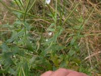 Epilobium ciliatum Bågskyttebanan, Vinbergs samhälle, Falkenberg, Halland, Sweden 20170809_0123