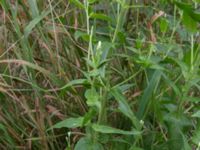 Epilobium ciliatum Bågskyttebanan, Vinbergs samhälle, Falkenberg, Halland, Sweden 20170809_0124