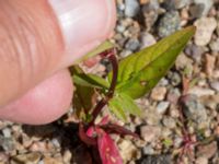 Epilobium ciliatum Inre hamnen, Malmö, Skåne, Sweden 20170715_0015