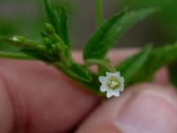 Epilobium ciliatum Ulricedal, Malmö, Skåne, Sweden 20190704_0061