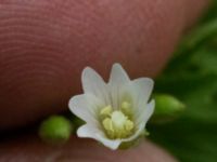 Epilobium ciliatum Ulricedal, Malmö, Skåne, Sweden 20190704_0062