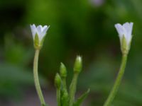 Epilobium ciliatum Ulricedal, Malmö, Skåne, Sweden 20190704_0065