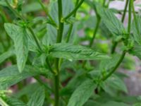 Epilobium ciliatum Ulricedal, Malmö, Skåne, Sweden 20190704_0067