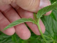 Epilobium ciliatum Ulricedal, Malmö, Skåne, Sweden 20190704_0069