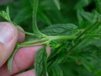 Epilobium ciliatum Ulricedal, Malmö, Skåne, Sweden 20190704_0070