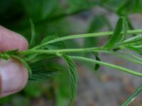 Epilobium ciliatum Ulricedal, Malmö, Skåne, Sweden 20190704_0073