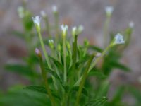 Epilobium ciliatum Ulricedal, Malmö, Skåne, Sweden 20190704_0075