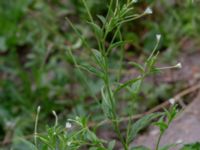 Epilobium ciliatum Ulricedal, Malmö, Skåne, Sweden 20190704_0076