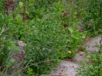 Epilobium ciliatum Ulricedal, Malmö, Skåne, Sweden 20190704_0077