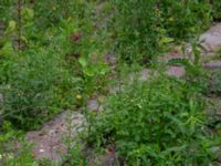 Epilobium ciliatum Ulricedal, Malmö, Skåne, Sweden 20190704_0078