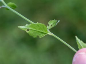 Epilobium collinum - Backdunört