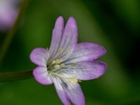 Epilobium collinum Lokstallarna, Malmö, Skåne, Sweden 20160725_0117