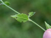 Epilobium collinum Lokstallarna, Malmö, Skåne, Sweden 20160725_0121