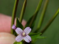 Epilobium collinum Nya begravningsplatsen, Landskrona, Skåne, Sweden 20160711_0158