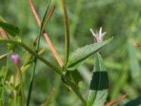 Epilobium collinum Nya begravningsplatsen, Landskrona, Skåne, Sweden 20160711_0159