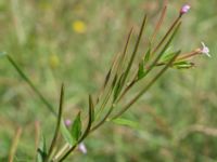 Epilobium collinum Nya begravningsplatsen, Landskrona, Skåne, Sweden 20160711_0162