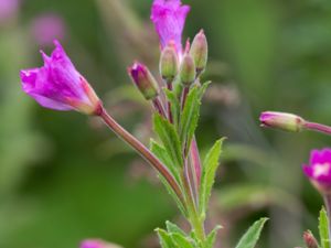 Epilobium hirsutum - Great Willowherb - Rosendunört