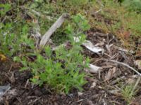 Epilobium hirsutum Deponi Sankt Hans backar, Lund, Skåne, Sweden 20170623_0068