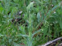 Epilobium hirsutum Deponi. Sankt Hans backar, Lund, Skåne, Sweden 20170622_0034