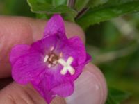 Epilobium hirsutum Leråkra, Flädie, Lomma, Skåne, Sweden 20160715_0058