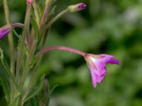 Epilobium hirsutum Svanetorpsvägen, Åkarp, Lomma, Skåne, Sweden 20160716_0027