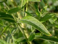 Epilobium hirsutum Svanetorpsvägen, Åkarp, Lomma, Skåne, Sweden 20160716_0029