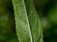 Epilobium hirsutum Svanetorpsvägen, Åkarp, Lomma, Skåne, Sweden 20160716_0030