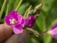 Epilobium hirsutum Svanetorpsvägen, Åkarp, Lomma, Skåne, Sweden 20160716_0031