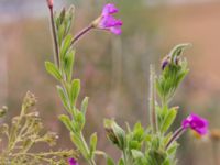 Epilobium hirsutum Svanetorpsvägen, Åkarp, Lomma, Skåne, Sweden 20160716_0059