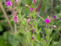 Epilobium hirsutum Svanetorpsvägen, Åkarp, Lomma, Skåne, Sweden 20160716_0063