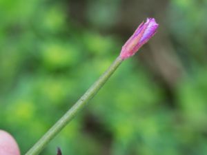 Epilobium lamyi - Grådunört