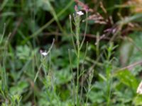 Epilobium lamyi Måryd fd fälad, Lund, Skåne, Sweden 20180624_0045