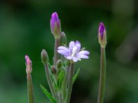 Epilobium lamyi Måryd fd fälad, Lund, Skåne, Sweden 20180624_0047