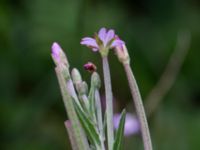 Epilobium lamyi Måryd fd fälad, Lund, Skåne, Sweden 20180624_0048