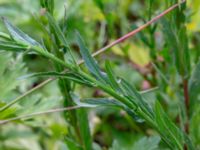 Epilobium lamyi Måryd fd fälad, Lund, Skåne, Sweden 20180624_0050