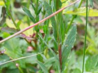 Epilobium lamyi Måryd fd fälad, Lund, Skåne, Sweden 20180624_0052