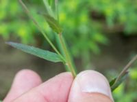 Epilobium lamyi Tjustorps industriby, Svedala, Skåne, Sweden 20170701_0083