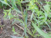 Epilobium lamyi Tjustorps industriby, Svedala, Skåne, Sweden 20170701_0087