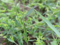 Epilobium lamyi Tjustorps industriby, Svedala, Skåne, Sweden 20170701_0089