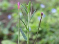 Epilobium lamyi Tjustorps industriby, Svedala, Skåne, Sweden 20170701_0090