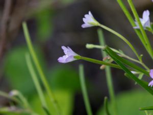 Epilobium montanum - Broad-leaved Willowherb - Bergdunört