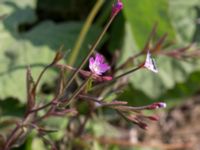 Epilobium montanum Grodreservatet, Norra hamnen, Malmö, Skåne, Sweden 20160529_0259