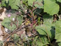 Epilobium montanum Grodreservatet, Norra hamnen, Malmö, Skåne, Sweden 20160529_0263