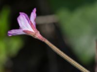 Epilobium montanum Grodreservatet, Norra hamnen, Malmö, Skåne, Sweden 20160529_0266